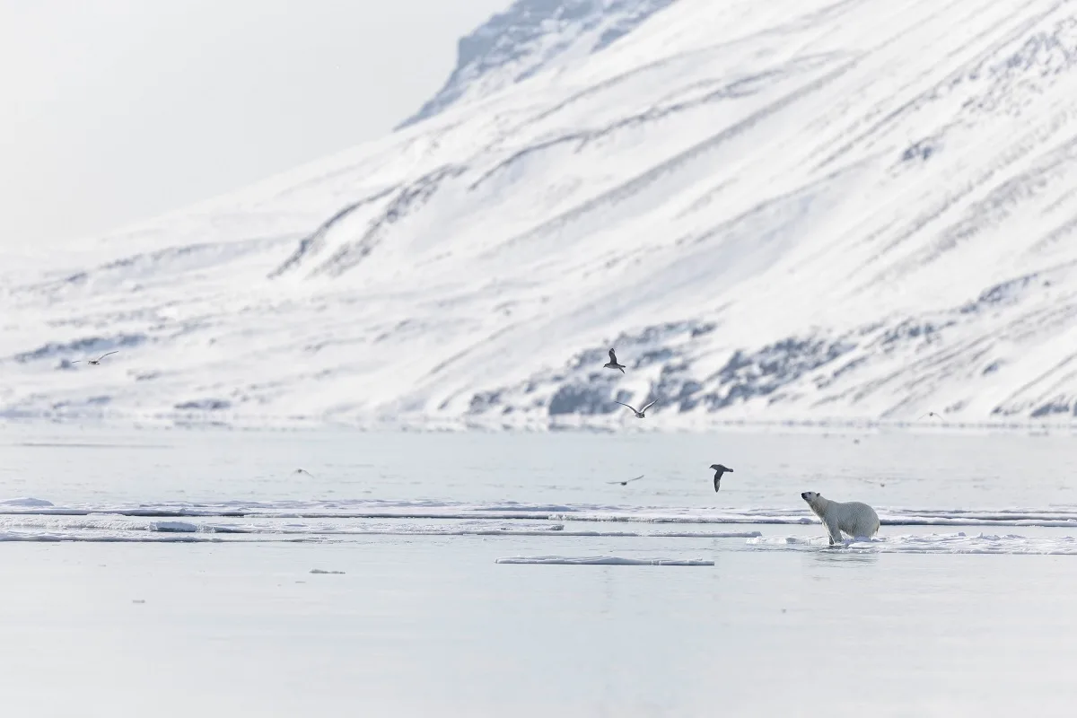 Elias Neil Benleulmi